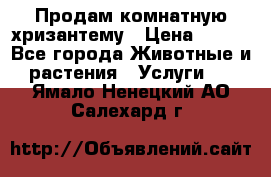 Продам комнатную хризантему › Цена ­ 250 - Все города Животные и растения » Услуги   . Ямало-Ненецкий АО,Салехард г.